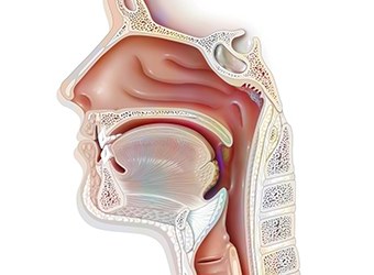 Illustration of the upper airway