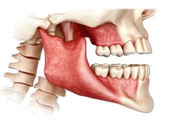 Illustration of human skull with jaws highlighted